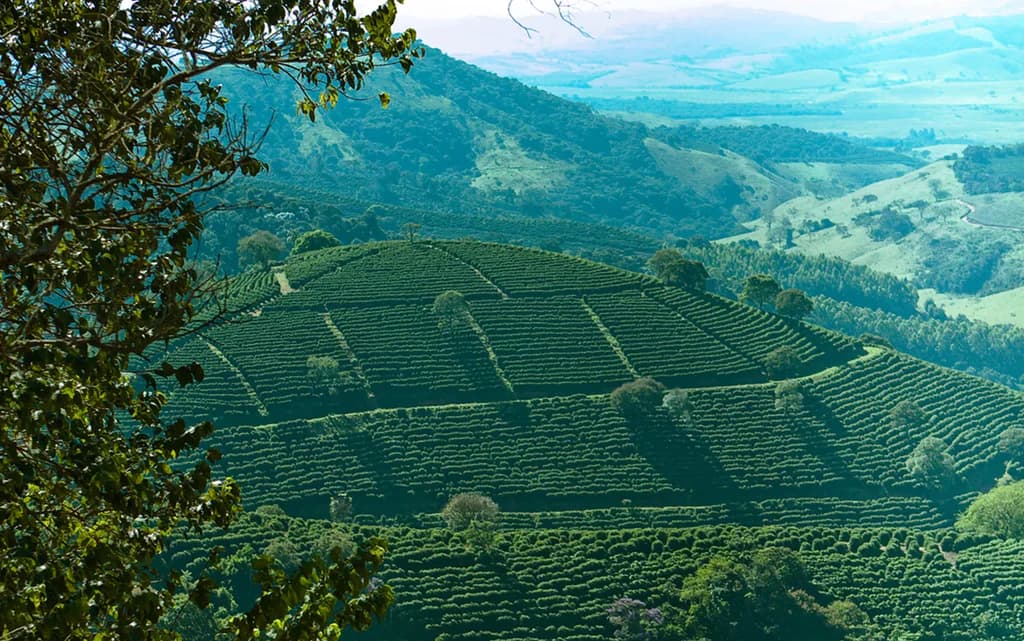 Café Ana Brandão - Cafés Especiais
